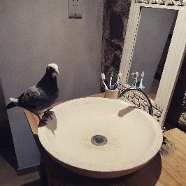Photo of pigeon