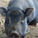 Charles the pig at the Big V sanctuary