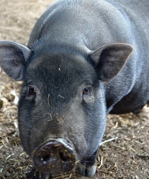 Charles the pig at the Big V sanctuary