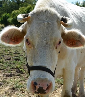 Photo of Duchess the cow