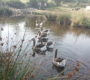 The Gobby Geese at Big V