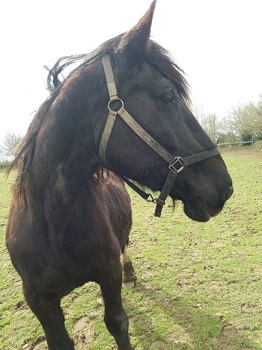 Leya at Big V sanctuary