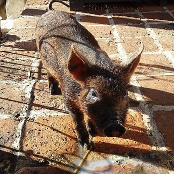 Photograph of Little Bean a brown pig