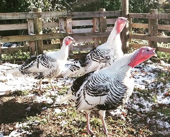 Alf and Rudolph at the Big V sanctuary