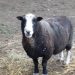 Anikin the sheep at the Big V sanctuary