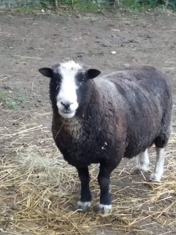 Anikin the sheep at the Big V sanctuary