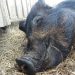 Bess the pig at the Big V sanctuary