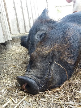 Bess the pig at the Big V sanctuary