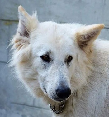 Finn at the Big V sanctuary