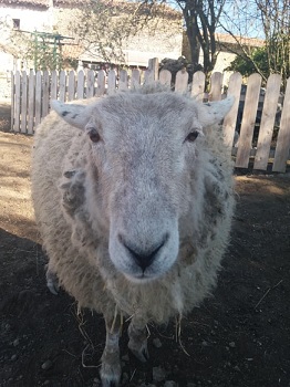 Holly at the Big V sanctuary