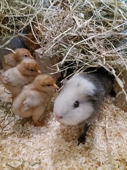 Pip the guinea pig at Big V