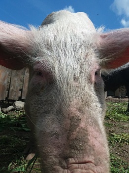 Blossom the pig