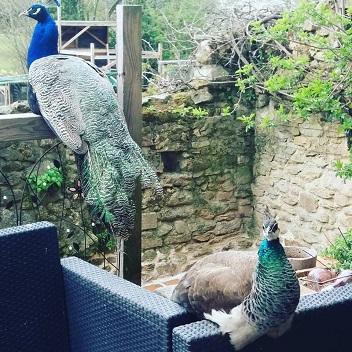 Bonnie and Clyde peacocks