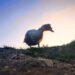 cleopatra the duck