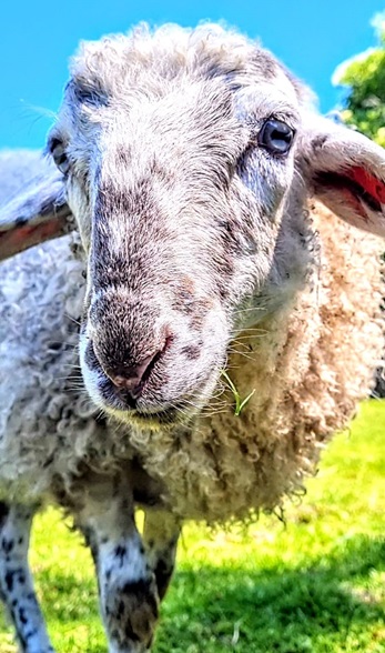Gretel the sheep