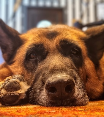 Lyss the dog