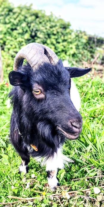 Winston black goat